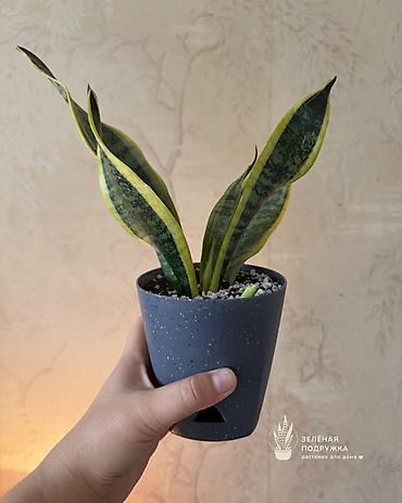 ког: 🌿 САНСЕВИЕРИЯ Стильное и неприхотливое комнатное растение, которое — 2