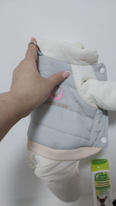 İtlər: Pudel, 3 ay, Erkek — 13