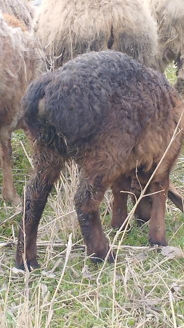 Баран, овца: Продаю | Ягненок | На забой — 3