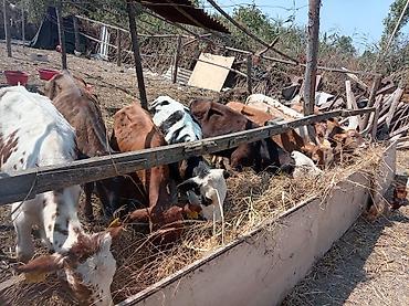 inək necə aya doğur: Dana, buzov, Erkək, ay: 3, 100 kq, Damazlıq, Pulsuz çatdırılma — 2
