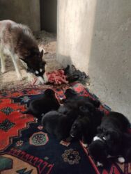 çoban itlər: Хаски, Самка