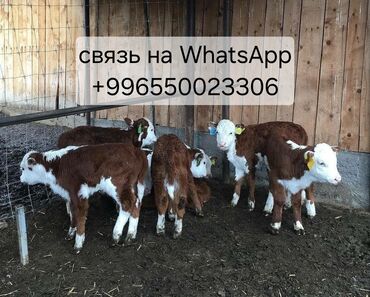 продам быка живым весом: Продам бычки телята ангус герефорд голштин возраст от 2 мес и до 1,5