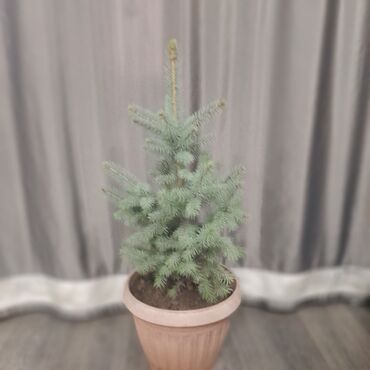 Декоративные деревья: Саженцы деревьев: Ели, Самовывоз, Платная доставка — 6