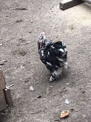 Toyuqlar: Toyuq, Damazlıq — 4