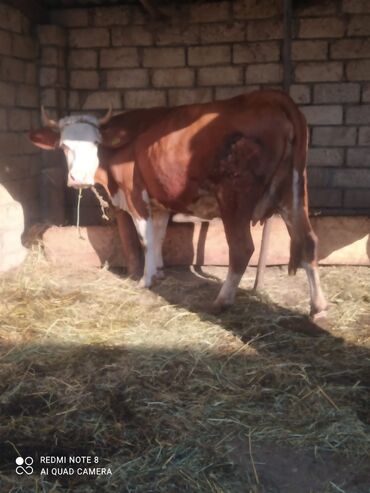 Dişi, Simental, il: 3, Südlük