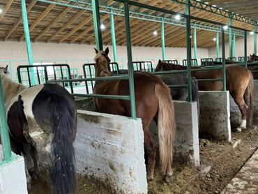 Лошади, кони: Продаю | Жеребенок, Кобыла (самка), Конь (самец) — 12