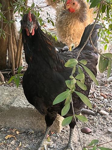 Heyvanlar: Toyuq, Damazlıq, Ünvandan götürmə — 4