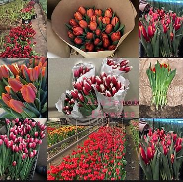 Букеты из живых цветов: Дорогие друзья! В продаже голландские тюльпаны выращенные в наших — 7