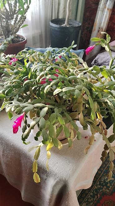 Другие комнатные растения: Комнатные растения — набор 1) Пальма комнатная (вероятно — 7