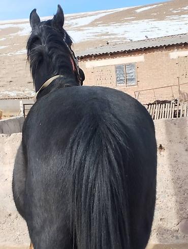 Лошади, кони: Продаю | Жеребец | Для разведения | Осеменитель — 4