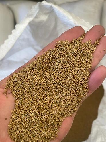 Зерновые культуры: Беде урук Бишкек оптом 🤝 — 5
