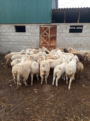 купить домик для кошки недорого: Продаю | Баран (самец)