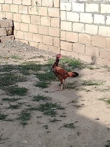 kend çolpaları: Toyuq, Damazlıq, Ünvandan götürmə — 4