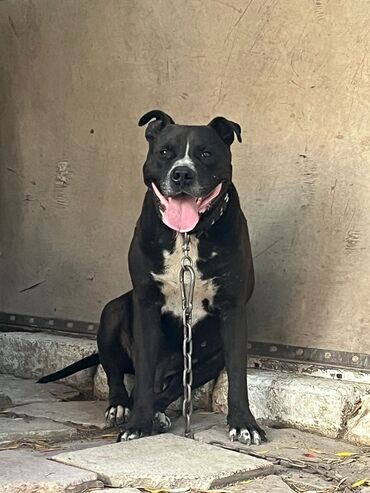 çoban itlər: Pitbul, 2 ay, Erkek, Sənədli, Ünvandan götürmə