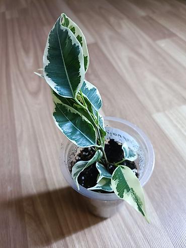 Фикусы: Фикусы Бенджамина разных сортов. Укоренённые черенки в стаканчиках с — 10