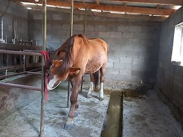 Лошади, кони: Продаю | Конь (самец) | Полукровка | Рабочий — 7