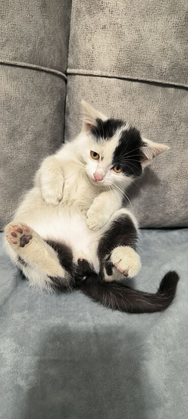 Pişiklər: Erkək, Yaxşı əllərə -da lalafo.az — 1 Pişiklər: Erkək, Yaxşı əllərə — 1