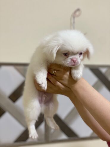 itlerin cutlesmesi: Pekines, 2 ay, Erkek, Peyvəndli, Pulsuz çatdırılma