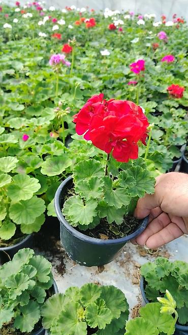 suse qab: Bağ üçün dekorativ qrup bitkiləri – qablarda - Ortanca (Hydrangea — 8
