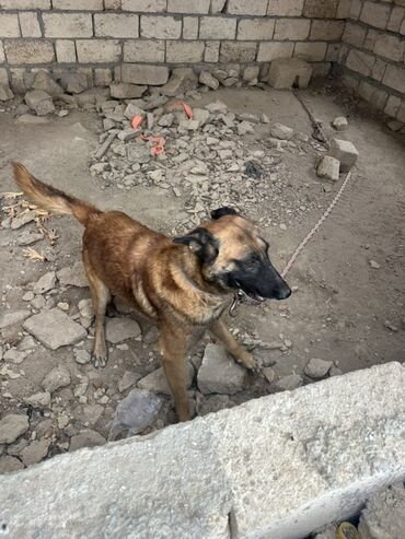 İtlər: Belçika çoban iti, 2 il, Erkek, Peyvəndli — 20