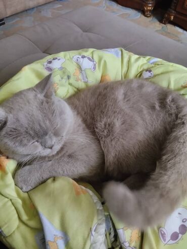 купить собаку маленькой породы: Британская короткошёрстная, 1 год, Мальчик, Серебристая шиншилла, Приучена к лотку, Проглистована