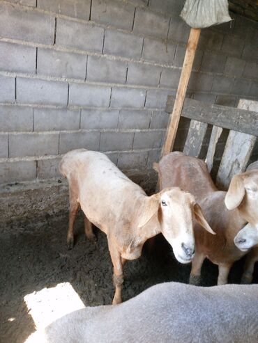 продаю козы: Продаю | Овца (самка) | Полукровка, Арашан | Для разведения | Матка