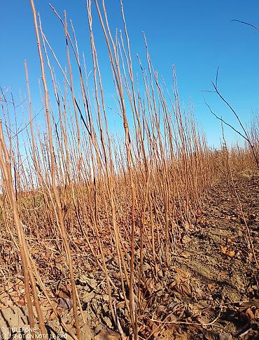 Tinglər: Xurma tingləri satışdadır çatdırılma pulsuzdur siz sifariş verin — 10