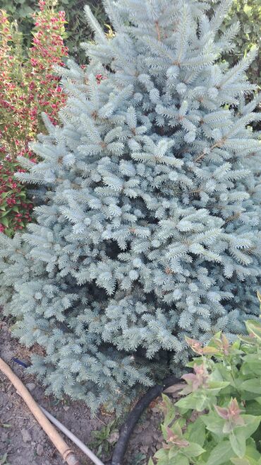 Декоративные деревья: Саженцы деревьев: Ели — 1