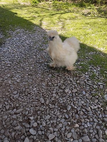 Toyuqlar: Toyuq, Damazlıq, Ünvandan götürmə — 9