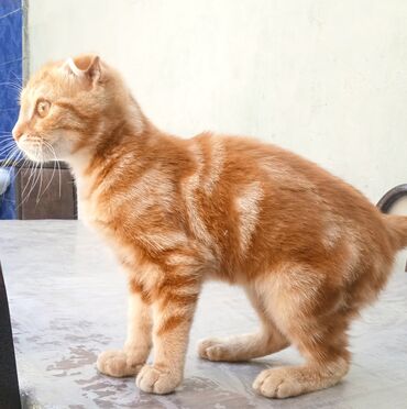 коты в хорошие руки: Şotland yastı qulaq