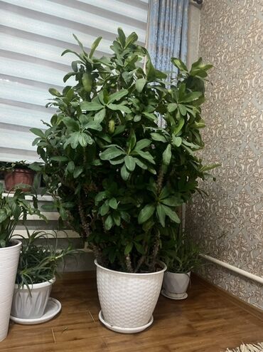 кустовые розы цена: Крупное комнатное растение в горшке — молочай Милла (Euphorbia milii