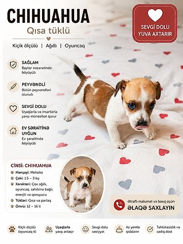 İtlər: Çixuahua, Peyvəndli — 1