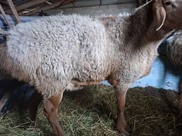 Бараны, овцы: Продаю | Баран (самец) | Арашан | На забой | Матка — 5