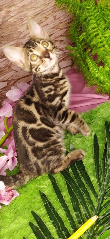 британская короткошерстная британская короткошерстная кошка: Друзья !!! питомник Бен Гла Мур с радостью предлагает новый помет. от
