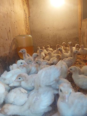 pidbul balasi: Ağ kanada hiduşqa balasi 15 gunluk — 1