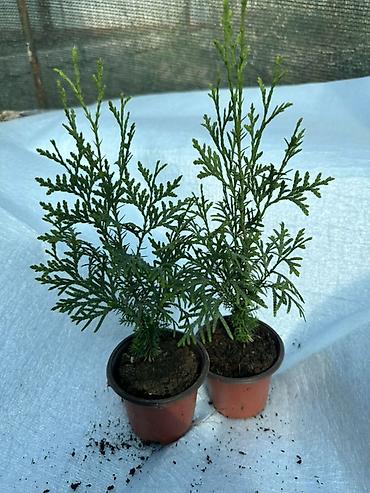 Туя: Туя западная — саженцы в контейнерах - Вид: Thuja occidentalis (туя — 13
