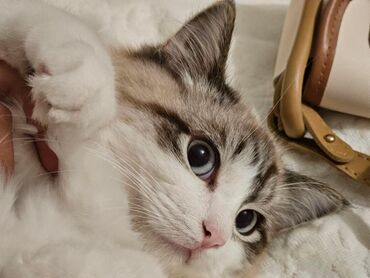 домик для котов: Ищу доброго любящую хозяина мне 9 месяцев люблю играть конфетных