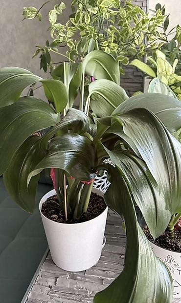 Бөлмө өсүмдүктөрү: Коллекция декоративных комнатных растений в горшках - Разнообразие — 2