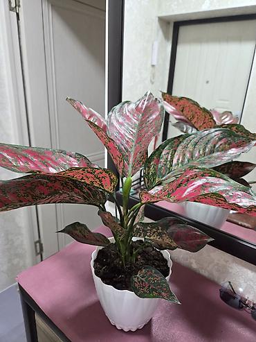 Декабристы: Декабристы (Schlumbergera) в горшках. - Окраска цветков: белая (на — 20