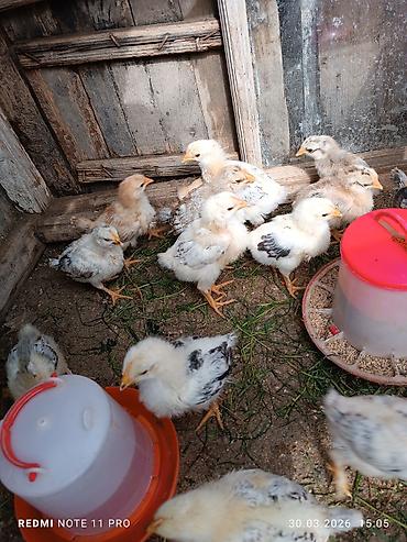 Cücələr: Toyuq cücələri, Ətlik, Ünvandan götürmə — 9