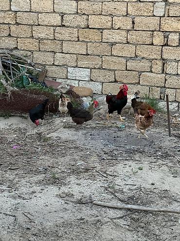 Yumurta: Toyuq, Yumurtalıq, Ünvandan götürmə — 3