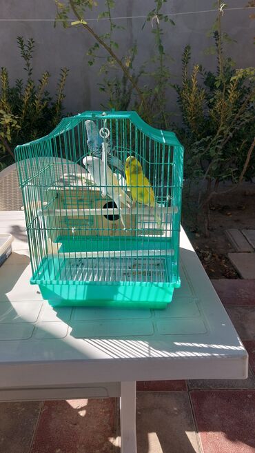 quş qefes: Budaqlar və aksesuarlarla birgə nimfalı dalğıc papağanlar üçün qəfəs