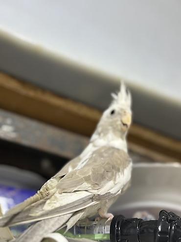 Quşlar: Yanagsız korella (cockatiel) – xüsusi rəng mutasiyası. - Rcəng: açıq — 5
