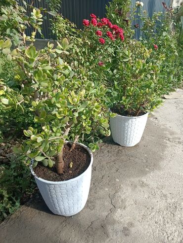 купить пальму комнатную: Толстянка (Crassula ovata, денежное дерево) в декоративном кашпо. -