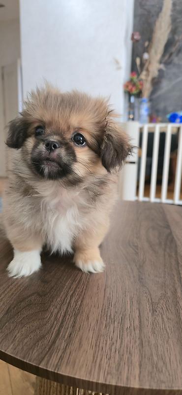 İtlər: Pekines, 3 ay, Peyvəndli — 3