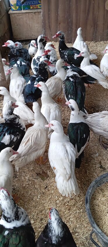 Ördəklər: Təcili satılır.Real alıcılar əlaqə saxlaya bilər — 5