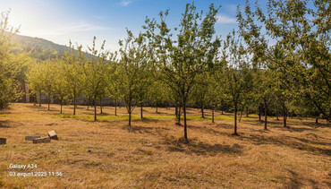 Torpaq sahələrinin satışı: Kənd təsərrüfatı — 1