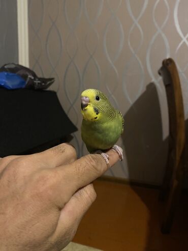 Tutuquşları: Valnis balaları satılır ətraflı məlumat üçün vasapa yazın Birdəki — 4