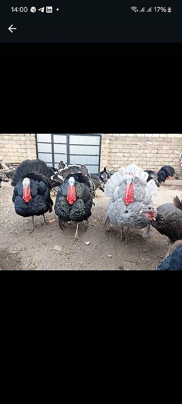 Cücələr: Hinduşka cücələri, Ətlik — 8