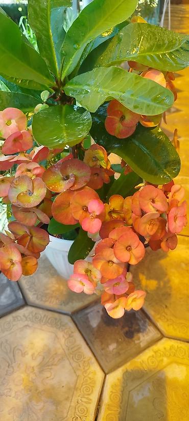 алое вера: Эуфорбия Милла (Euphorbia milii, «терновый венец») в горшке. - — 2